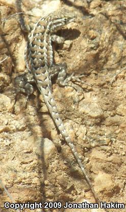 Western Side-blotched Lizard (Uta stansburiana elegans)