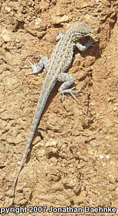 Western Side-blotched Lizard (Uta stansburiana elegans)