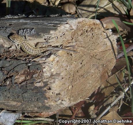 Western Side-blotched Lizard (Uta stansburiana elegans)