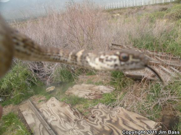 Red Racer (Coluber flagellum piceus)