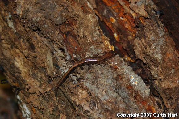 Eastern Red-backed Salamander (Plethodon cinereus)