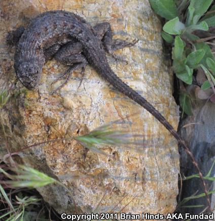 Great Basin Fence Lizard (Sceloporus occidentalis longipes)