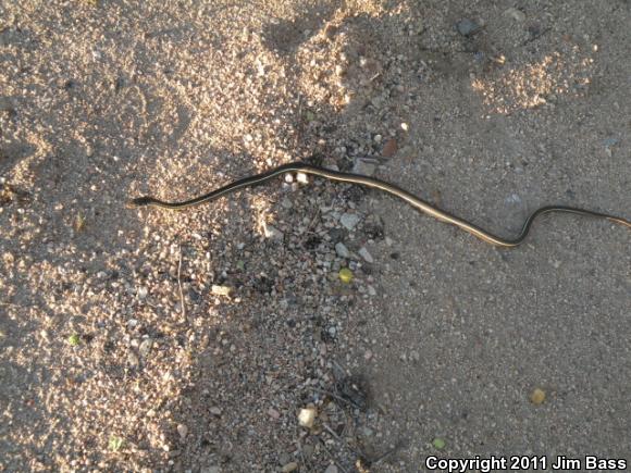 California Striped Racer (Coluber lateralis lateralis)