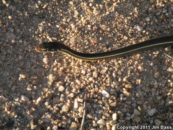 California Striped Racer (Coluber lateralis lateralis)