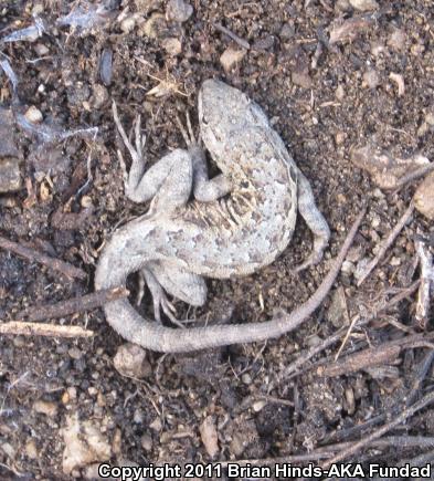 Western Side-blotched Lizard (Uta stansburiana elegans)