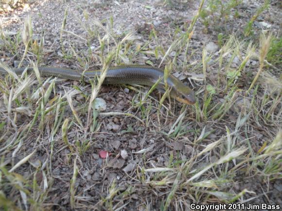 Western Redtail Skink (Plestiodon gilberti rubricaudatus)