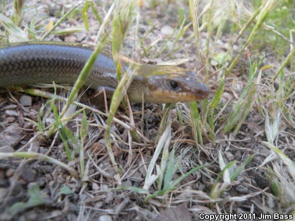 Western Redtail Skink (Plestiodon gilberti rubricaudatus)