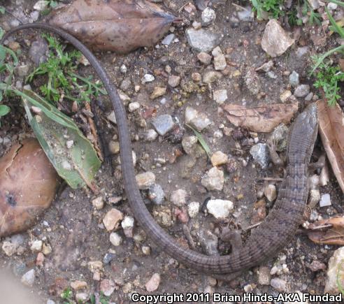 San Diego Alligator Lizard (Elgaria multicarinata webbii)