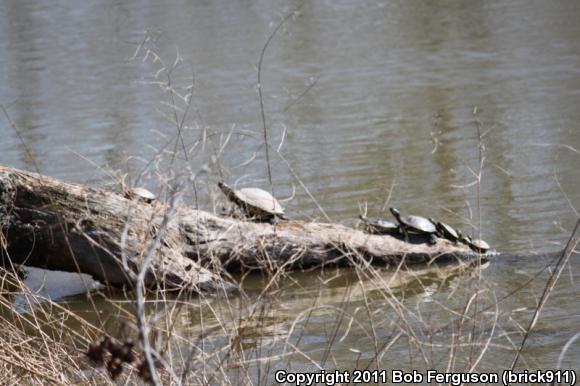 Red-eared Slider (Trachemys scripta elegans)