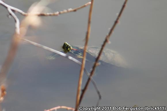 Red-eared Slider (Trachemys scripta elegans)