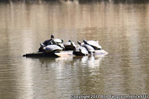 Red-eared Slider (Trachemys scripta elegans)