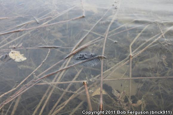 Wood Frog (Lithobates sylvaticus)