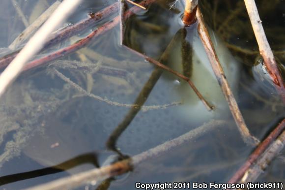 Wood Frog (Lithobates sylvaticus)