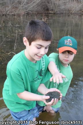 Wood Frog (Lithobates sylvaticus)