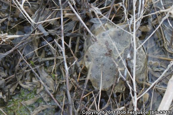 Wood Frog (Lithobates sylvaticus)