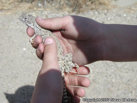 Long-nosed Leopard Lizard (Gambelia wislizenii wislizenii)