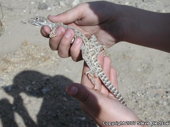 Long-nosed Leopard Lizard (Gambelia wislizenii wislizenii)