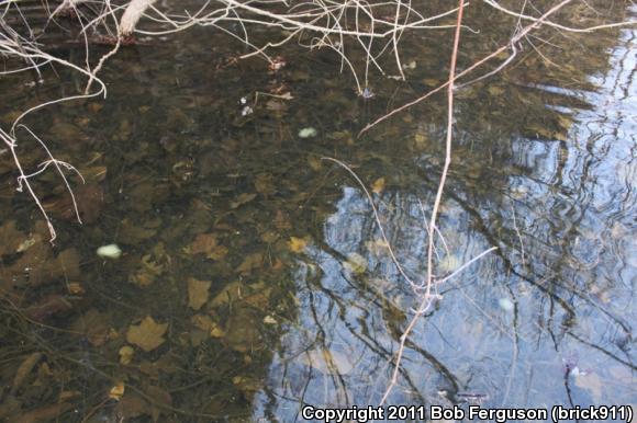 Spotted Salamander (Ambystoma maculatum)