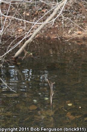 Spotted Salamander (Ambystoma maculatum)