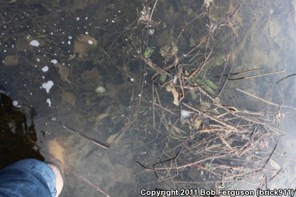 Spotted Salamander (Ambystoma maculatum)