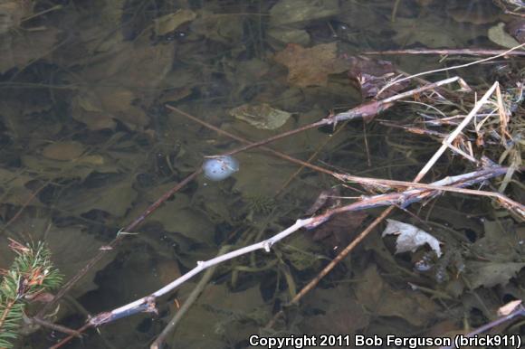 Spotted Salamander (Ambystoma maculatum)