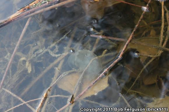 Spotted Salamander (Ambystoma maculatum)