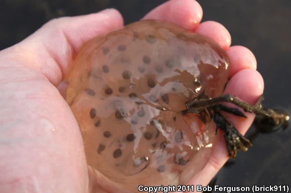 Spotted Salamander (Ambystoma maculatum)