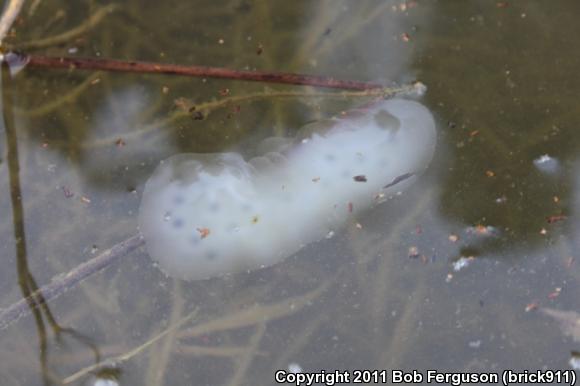 Spotted Salamander (Ambystoma maculatum)