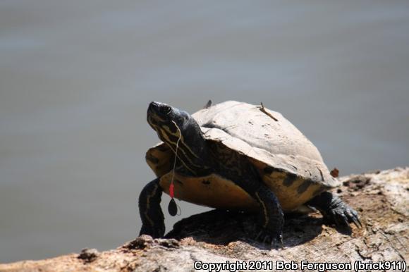 Yellow-bellied Slider (Trachemys scripta scripta)