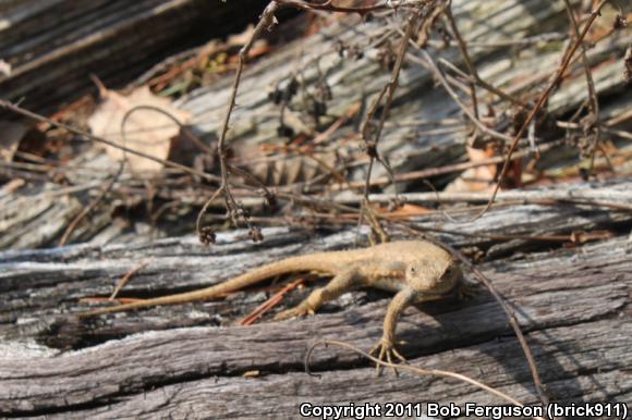 Eastern Fence Lizard (Sceloporus undulatus)