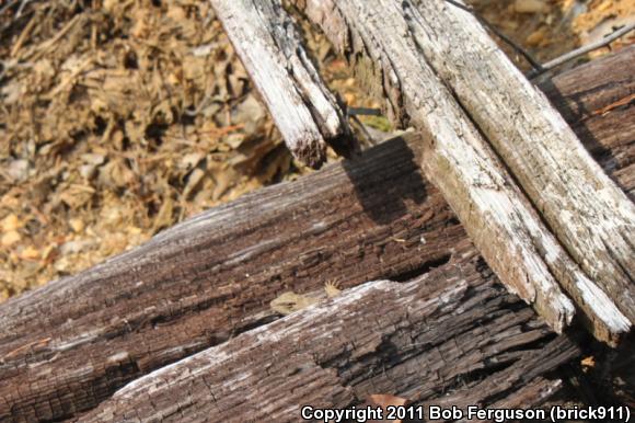 Eastern Fence Lizard (Sceloporus undulatus)