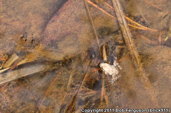 Eastern Cricket Frog (Acris crepitans crepitans)