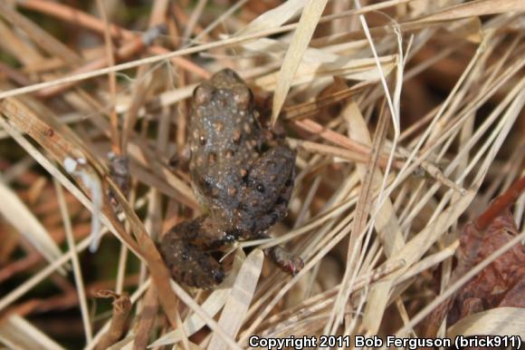 Eastern Cricket Frog (Acris crepitans crepitans)