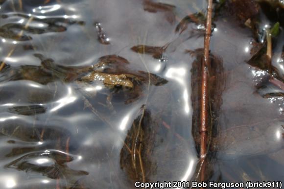 Eastern Cricket Frog (Acris crepitans crepitans)