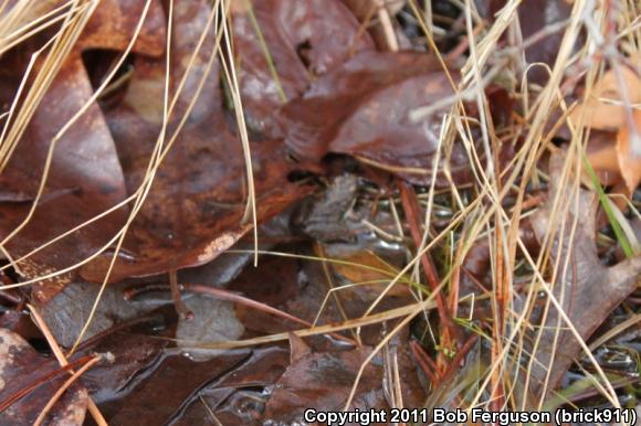 Eastern Cricket Frog (Acris crepitans crepitans)