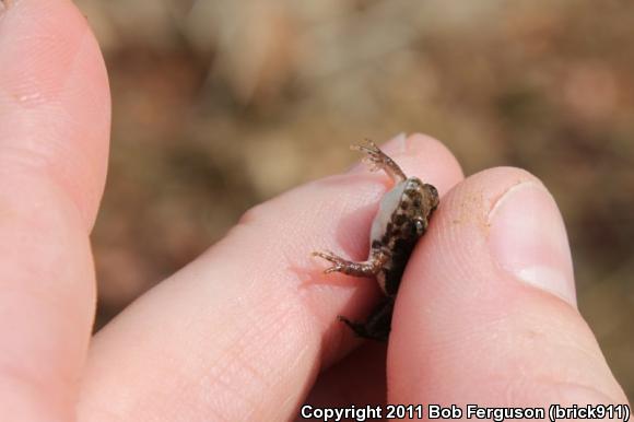 Eastern Cricket Frog (Acris crepitans crepitans)