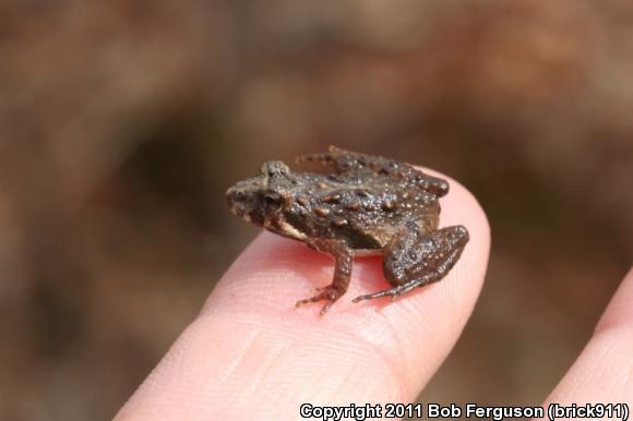 Eastern Cricket Frog (Acris crepitans crepitans)