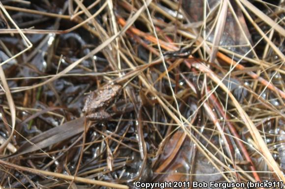 Eastern Cricket Frog (Acris crepitans crepitans)