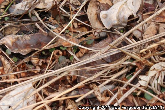 Eastern Cricket Frog (Acris crepitans crepitans)