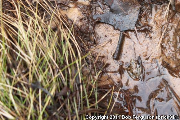 Eastern Cricket Frog (Acris crepitans crepitans)