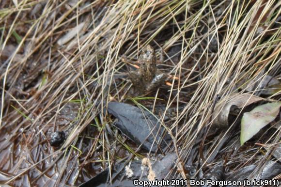 Eastern Cricket Frog (Acris crepitans crepitans)