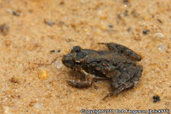 Eastern Cricket Frog (Acris crepitans crepitans)