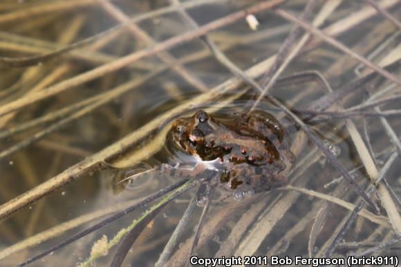 Eastern Cricket Frog (Acris crepitans crepitans)