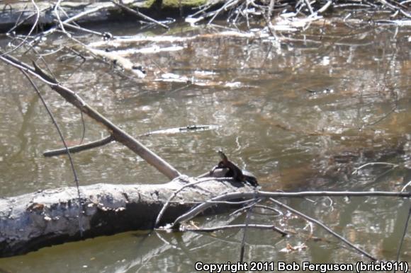 Eastern Painted Turtle (Chrysemys picta picta)