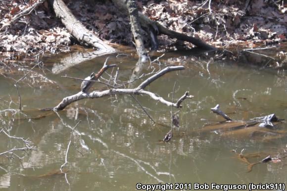 Eastern Painted Turtle (Chrysemys picta picta)