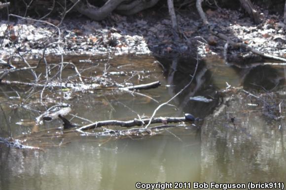 Eastern Painted Turtle (Chrysemys picta picta)