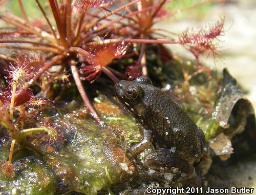 Florida Bog Frog (Lithobates okaloosae)