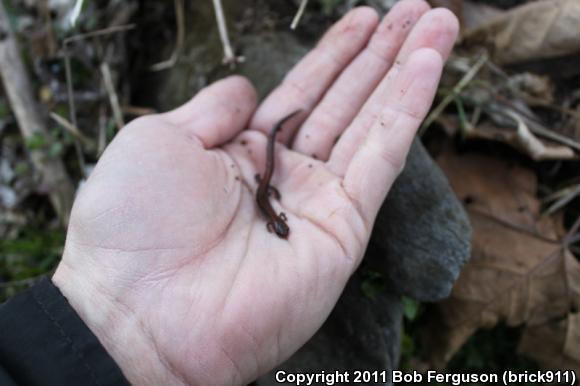 Eastern Red-backed Salamander (Plethodon cinereus)