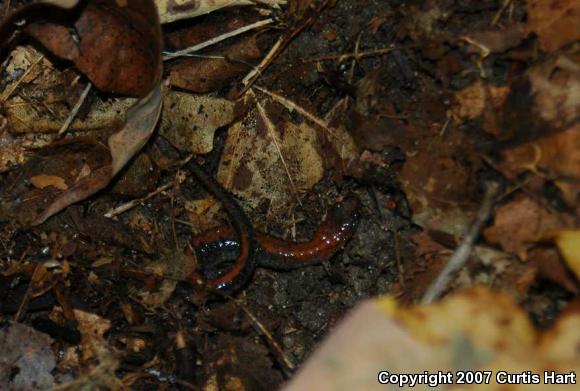 Eastern Red-backed Salamander (Plethodon cinereus)