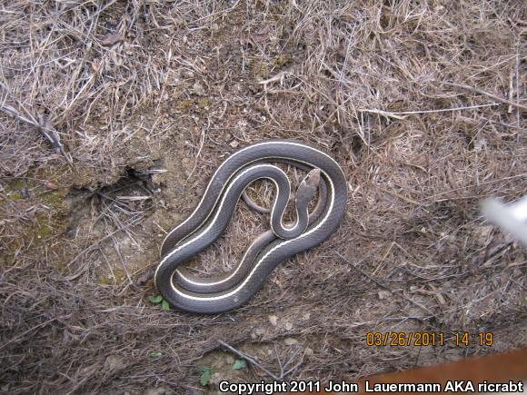 California Striped Racer (Coluber lateralis lateralis)